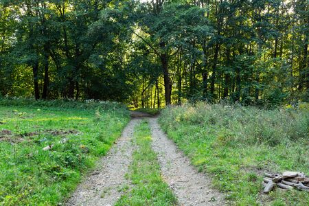 Morning light falls on a forest road. Road through a golden forest at autumnの写真素材