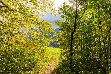 Sunlight in trees of green summer forest