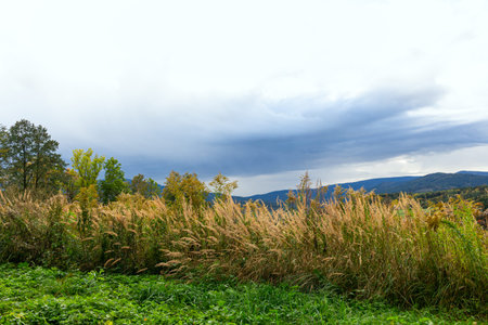 Copy space of grass flower with blue sky and white cloud, mountain background. Shallow depth of...