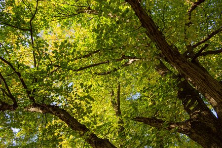 Walking path in forest at morning with beautiful sunbeams.の写真素材