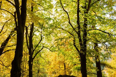 Autumn forest trees. Nature green wood sunlight backgrounds.の写真素材