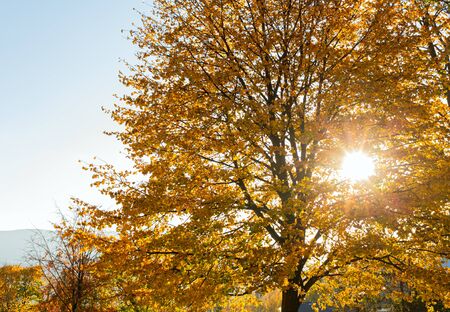 Autumn forest trees. Nature green wood sunlight backgrounds.の写真素材