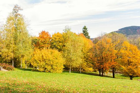 Autumn forest trees. Nature green wood sunlight backgrounds.の写真素材
