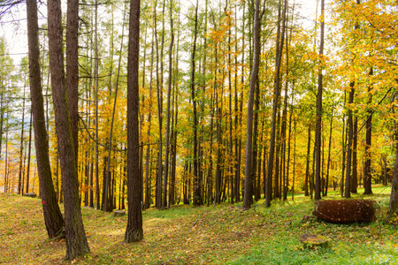 Autumn forest trees. nature green wood sunlight backgrounds.
