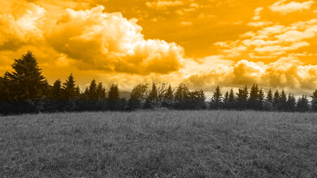 Background texture of dry yellow grass field/golden meadows against pure orange sky in sunny summer day. Copy space for text.の写真素材