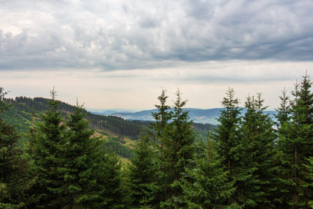 Morning fog in the mountains among the forest. Beautiful morning mountain forest scenery.