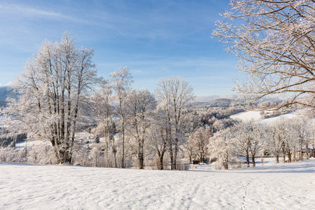 Forest trail among frosted beech trees in the winter morning.の写真素材