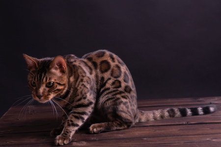 Bengal leopard cat on wooden table, black background, low key.