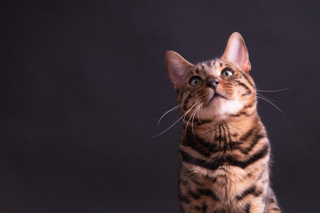 Bengal leopard cat on wooden table, black background, low key.の写真素材