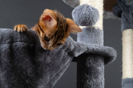 beautiful Bengal kitten in hammockの写真素材
