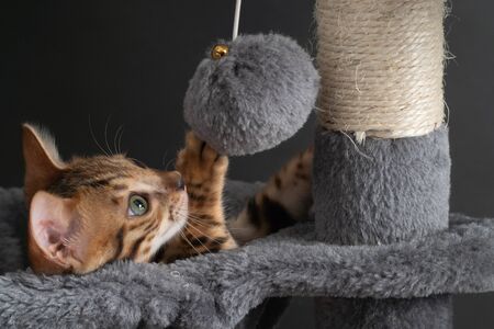 beautiful Bengal cat playing on the scratching postの写真素材