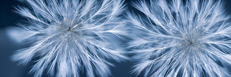 Close up of dandelion spores. abstract background. eco wallpaper. banner size. high quality 3d illustrationの写真素材