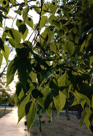 Tree leaves in the park
