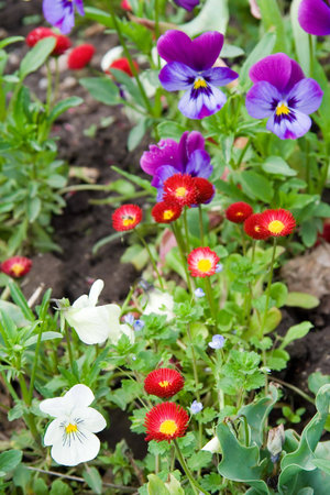 flowersの写真素材