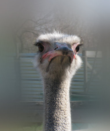 ostrich head                              