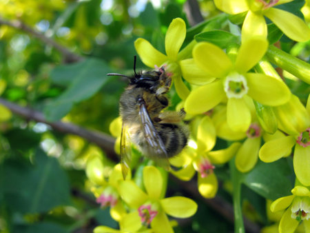 bumble-bee on a current                             