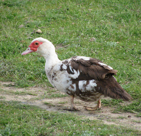 duck                               