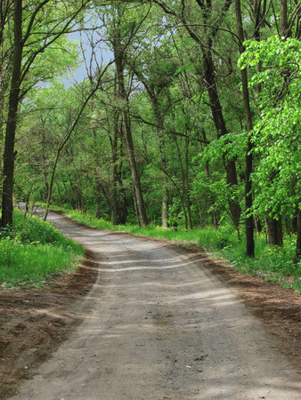 road in a forest                               