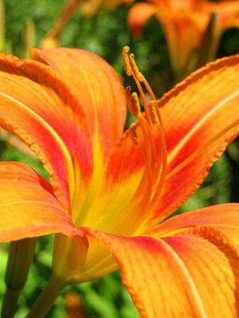 orange lily                               の写真素材