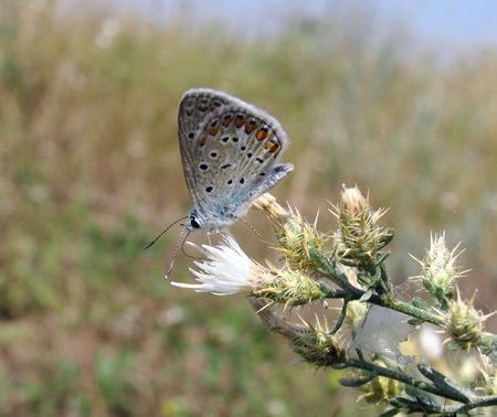 butterfly on a thorn                               の写真素材