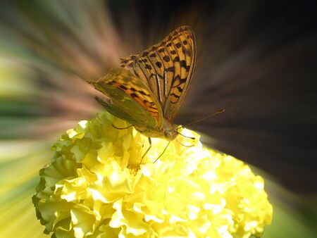 butterfly                               の写真素材