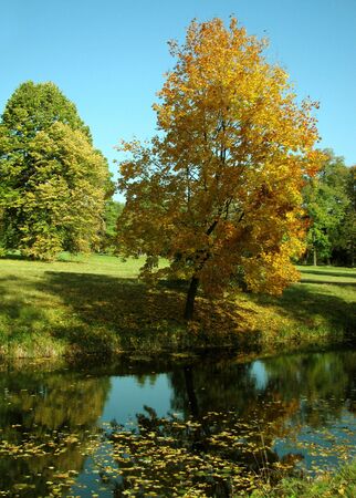 golden maple near a pond                               の写真素材