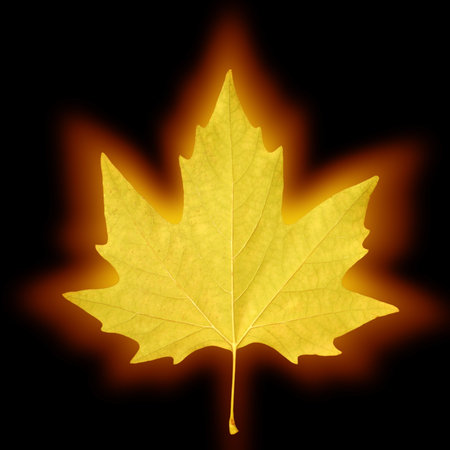shining maple leaf                               