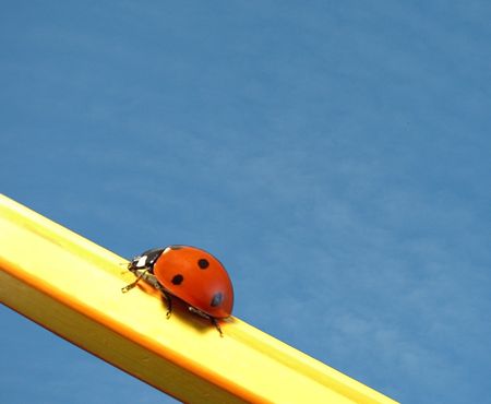 ladybird on a pencil over sky background                               の写真素材