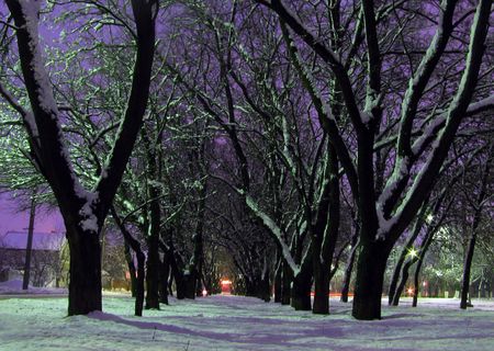 winter morning                               の写真素材