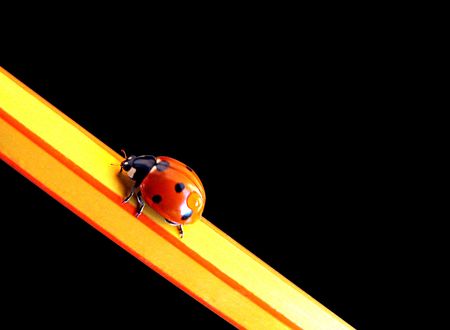 ladybug on a pencil                               の写真素材
