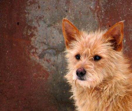 nice mongrel                               の写真素材