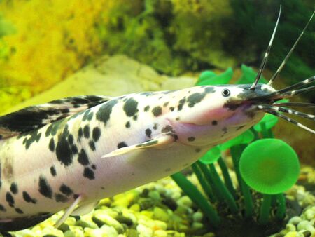 aquarium                               の写真素材