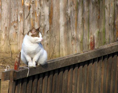 cat on a wooden fence                              の写真素材