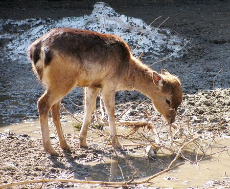 young deer                              の写真素材