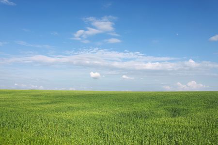 wheat field under blue skyの写真素材