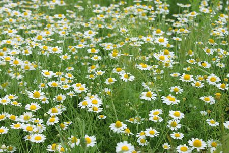 camomile fieldの写真素材