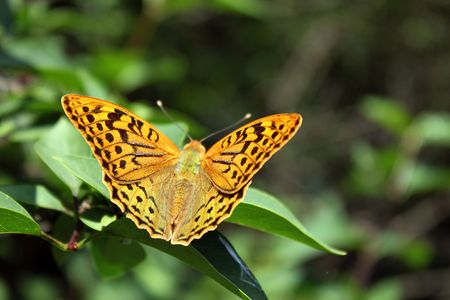 butterfly on a leafの写真素材