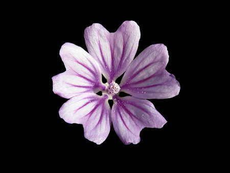 flower over black                              