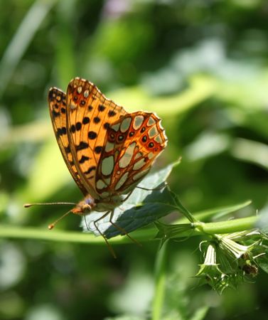 butterfly on leafの写真素材