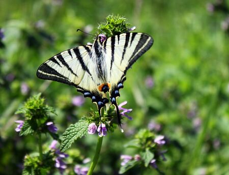 Butterfly in grassの写真素材