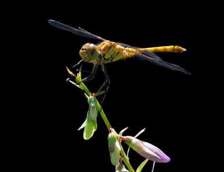 dragonfly                     の写真素材