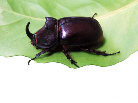  unicorn beetle on leaf                              