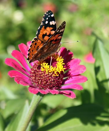 butterfly (Painted Lady) sitting on flower (zinnia)の写真素材