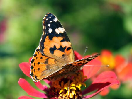 butterfly (Painted Lady) sitting on flower (zinnia)の写真素材
