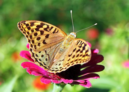 butterfly (Silver-washed Fritillary) sitting on flower (zinnia)の写真素材