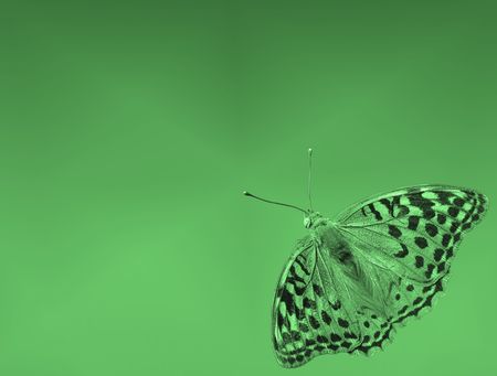 butterfly (Silver-washed Fritillary) on green background                            の写真素材