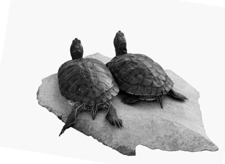 turtles on a stoneの写真素材