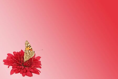  purple background with butterfly (Painted Lady) on flowerの写真素材