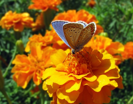 butterfy (lycaenidae) sitting on flower (marigold)                              の写真素材