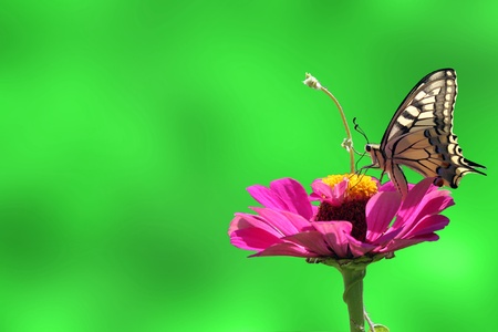 butterfly (Papilio Machaon) on flower (zinnia)の写真素材